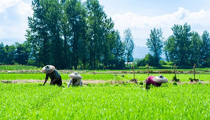 about-us-farms1