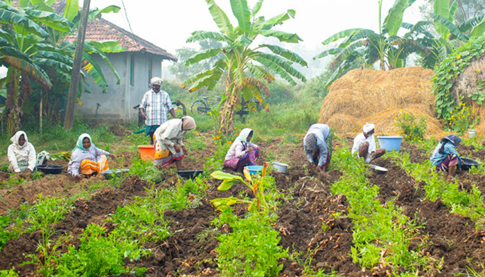 about-us-farms3